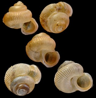 イトカケムシオイ (仮称) Alycaeus crenilabris laevis small
