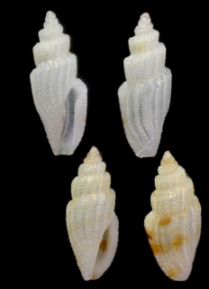 ツムガタコトツブ近似種 Eucithara sp. small