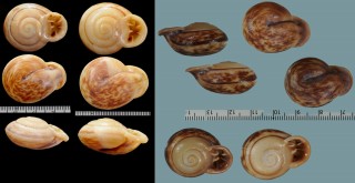 クチキレサカダチマイマイ (仮称) Anostoma rossi small