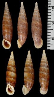クチヒダタトケギセル (仮称) Hemiphaedusa thatkheana aff. small