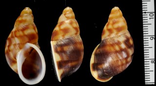 カスリコウシクビレマイマイ (仮称) Anthinus albolabiatus small