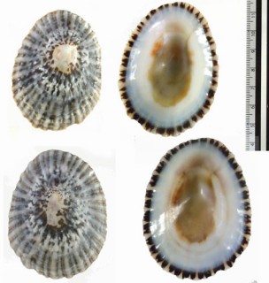 ワスレガサ Patella laticostata small