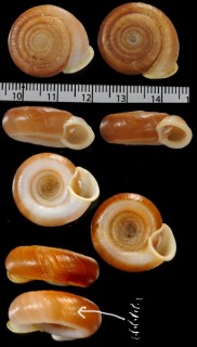 ソメワケタイリクイトカケマイマイ　(仮称) Plectopylis pulvinaris continentalis small