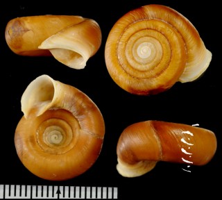 シタクチイトカケマイマイ (仮称) Plectopylis sp. small
