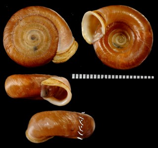 サンミンイトカケマイマイ (仮称) Plectopylis sp. small