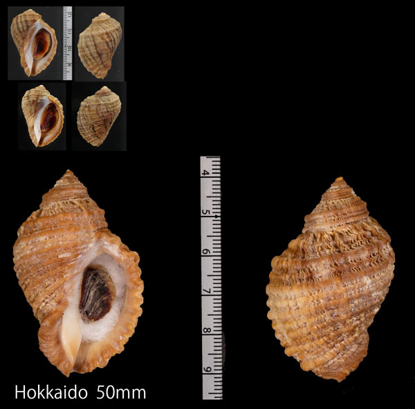 ナガチヂミボラ Pteropurpura freycineti alabaster small