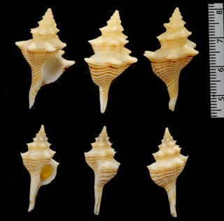 シマカレドニアイトマキボラ (仮称) Serratifusus lineatus small