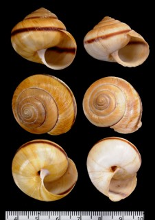 コウセイムチマイマイ Mastigeulota kiangsinensis small