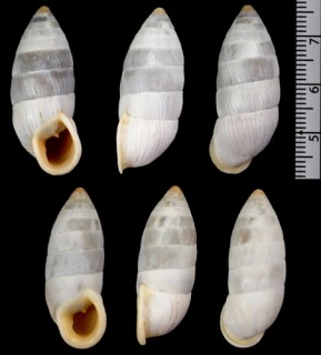オドロキオオタワラ Cerion infandum small