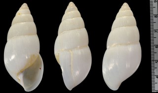 シロホノホサラサマイマイ (仮称) Limicolaria flammea unicolor small