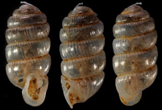 ホソミツバタワラガイ (仮称) Sinoennea attenuata small