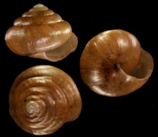 チワンシタラガイ (仮称) Trochochlamys sp. small
