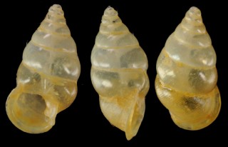 カリマンタンヒダリマキゴマガイ (仮称) Diplommatina sp. small
