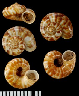 デリスルダンアツブタ (仮称) Cyclotus sp. small