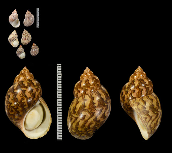 キジバイ Phasianella ventricosa small