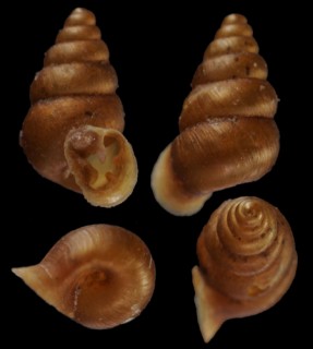 チュウカクチマガリスナガイ Boysidia dorsata small
