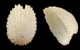 ハブタエスソキレ Emarginula fragilis small