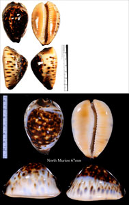 ニセオニギリダカラ Zoila eludens eludens small