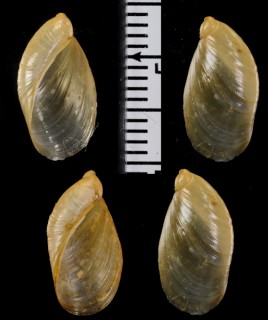 ホススキオカモノアラガイ (仮称) Succinea arundinetorum small