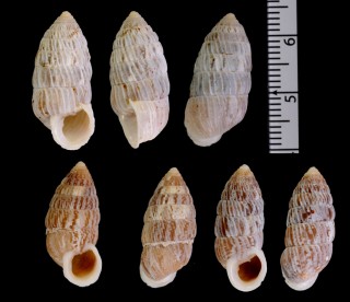 グアハバオオタワラ　(仮称) Cerion guajabaense small