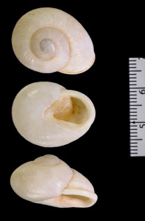 ハバナアツクチマイマイ (仮称) Zachrysia auricoma havanensis small