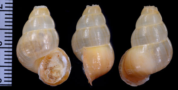アランゴホンクチヒレ (仮称) Chondropoma pictum arangoi small