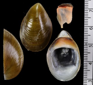 ルソンフネアマガイ (仮称) Septaria luzonica small