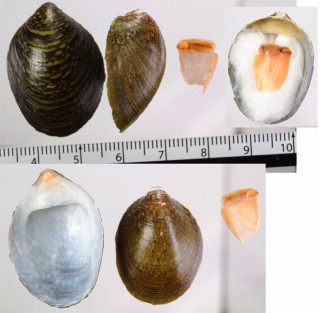 イナズマフネアマガイ Septaria janelli small