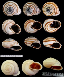 リボンマイマイ Trachia vittata small