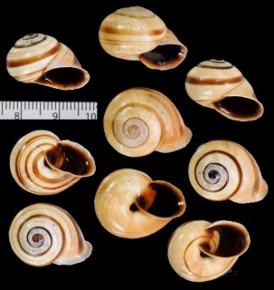 ヒメリボンマイマイ (仮称) Trachia sp. small