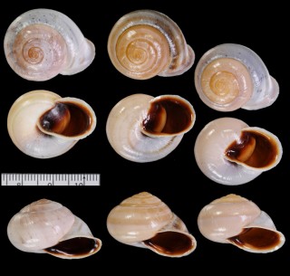 ベニオケショウリボンマイマイ (仮称) Trachia vittata form small