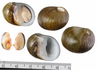 オハグロイシマキ Clithon bicolor small