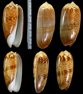 キーンコモンマクラ (仮称) Oliva keeni small