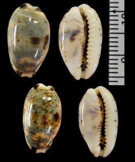 ニセサバダカラ Bistolida kieneri depriesteri small