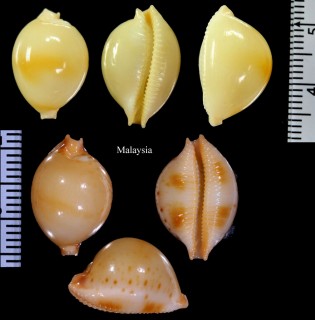 コゲチドリダカラの一種 Pustularia bistrinotata jandeprezi small
