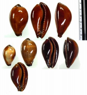 ペルシャクチグロキヌタ Erronea adusta persica small