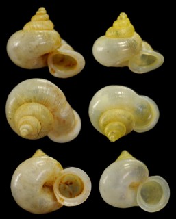 カリマンタンムシオイ (仮称) Alycaeus sp. small
