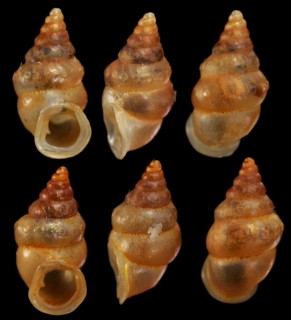 サラワクウストゲゴマガイ (仮称) Diplommatina bicoronata aff. small