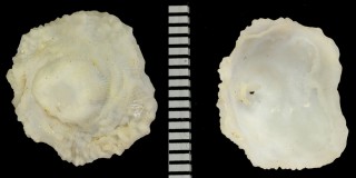 チリメンフウリンチドリ Cheilea cicatricosa small