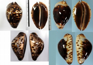 ケイトダカラ Zoila jeaniana jeaniana small