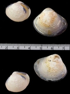 ミンダナオ島のシジミの仲間 Corbicula sp. small