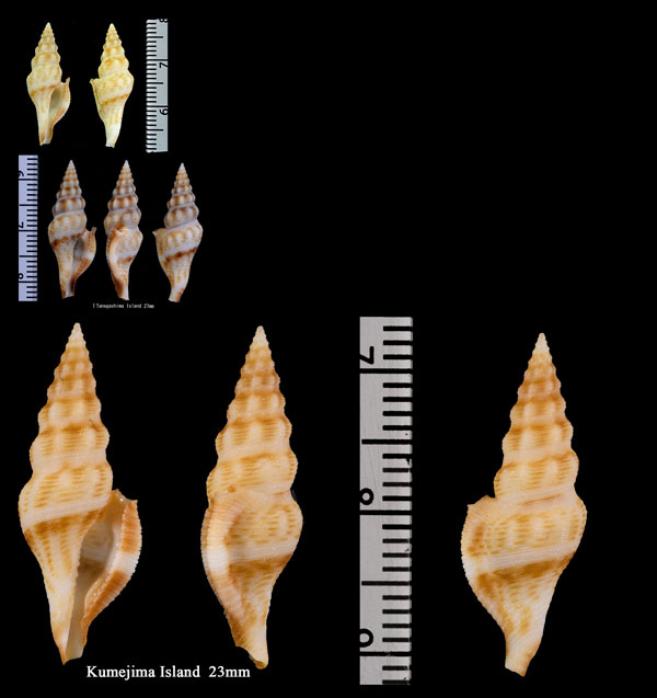 ヤスリオトヒメシャジク Glyphostoma rostrata small