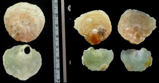 オーストラリアナミマガシワ (仮称) Patro australis small