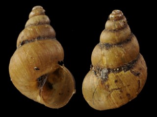 ヤママメタニシ Blanfordia integra small