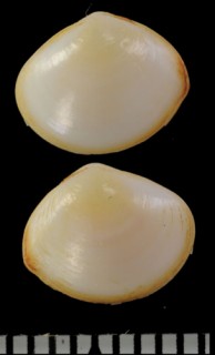 ミガキヒメザラ Quadrans pinguis small