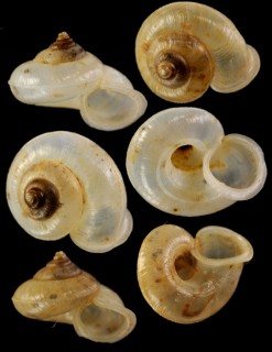 リュウコツアツブタ (仮称) Cyclotus sp. small