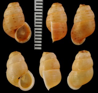 バイタホンクチヒレ (仮称) Chondropoma solidulum vitaense small