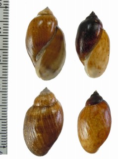 シマイリチリモノアラガイ (仮称) Chilina fasciata small