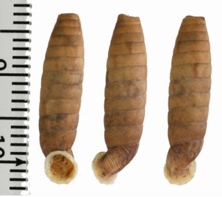 キューバサナギダマシ (仮称) Trilamellaxis parallela parallela small
