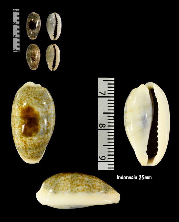 ナンヨウナツメモドキ Erronea errones caerulescens small